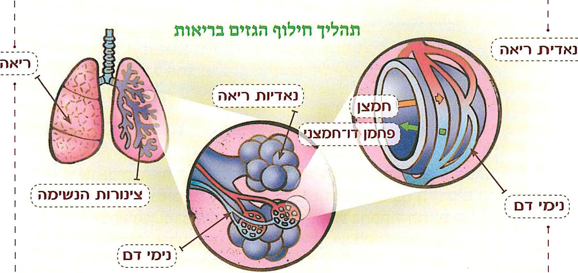 (בספר תרשים - היעזר במורה)